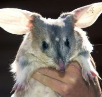 Charleville - Bilby Experience - Queensland Tourism