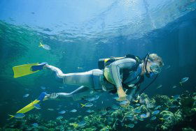 Manta Ray Bommie Dive Site - QLD Tourism 0