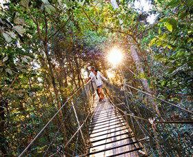 Tree Top Walkway - QLD Tourism 0