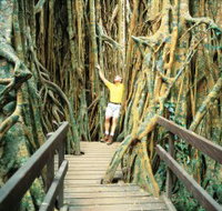 Curtain Fig Tree - QLD Tourism