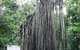 Curtain Fig National Park - thumb 0