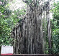 Curtain Fig National Park - QLD Tourism