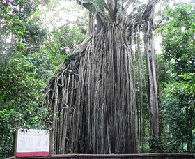 Curtain Fig National Park - QLD Tourism 0