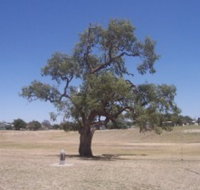 Historic Coolabah Tree - QLD Tourism