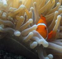 Flat Rock Dive Site - Queensland Tourism