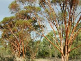 Southern Queensland Country QLD Queensland Tourism