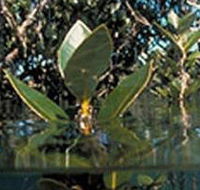 Jawbone Marine Sanctuary - Queensland Tourism