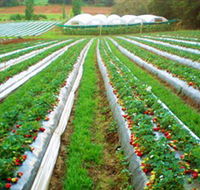 Kookaberry Strawberry Farm - Queensland Tourism