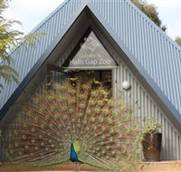 Halls Gap Zoo - Queensland Tourism