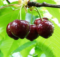 Red Hill Cherry Farm - Queensland Tourism