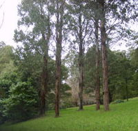 Mount Dandenong Arboretum - Queensland Tourism