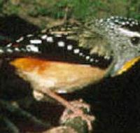 Reef Hills State Park - QLD Tourism