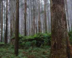 Kinglake VIC QLD Tourism