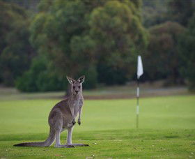 Anglesea Golf Club - QLD Tourism 0