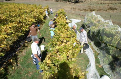 Blakes Estate Winery - QLD Tourism 0