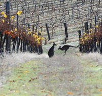 Blue Pyrenees Estate - QLD Tourism
