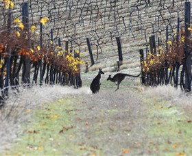 Blue Pyrenees Estate - QLD Tourism 0