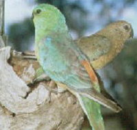 Lake Albacutya Regional Park - QLD Tourism
