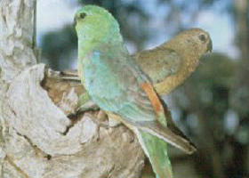 Lake Albacutya Regional Park - QLD Tourism 0
