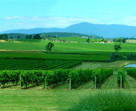Acacia Ridge Vineyard - Queensland Tourism 0