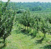 Pettys Orchard - Queensland Tourism