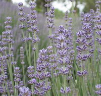 Warratina Lavender Farm - Queensland Tourism