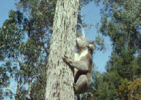 Creswick Regional Park - QLD Tourism 0