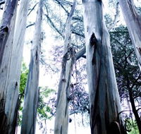 Dandenong Ranges National Park - Queensland Tourism