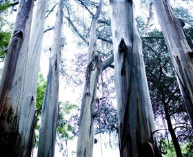 Dandenong Ranges National Park - QLD Tourism 0