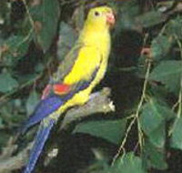 Lake Hindmarsh Reserve - QLD Tourism