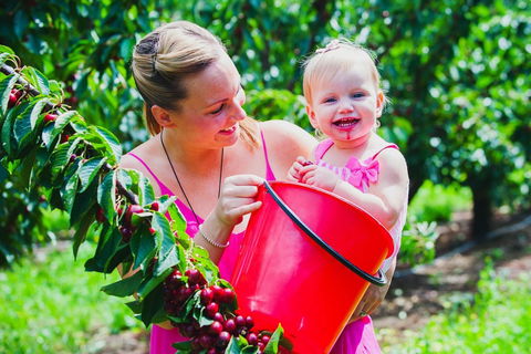 Cherryhill Orchards - Queensland Tourism 0