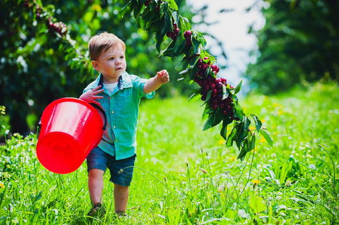 Cherryhill Orchards - Queensland Tourism 2