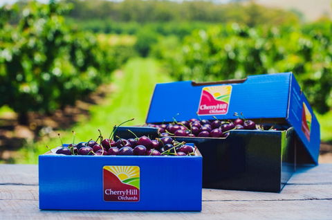 Cherryhill Orchards - Queensland Tourism 3