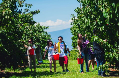 Cherryhill Orchards - Queensland Tourism 4