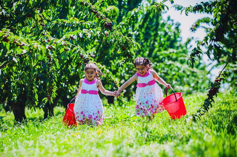 Cherryhill Orchards - Queensland Tourism 6