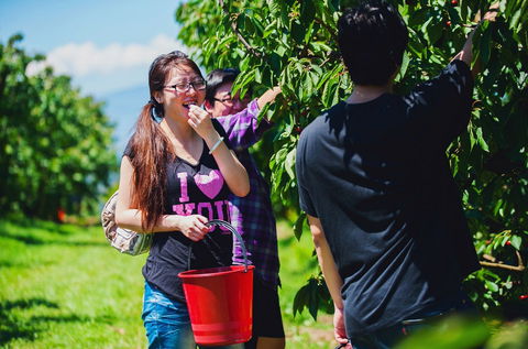 Cherryhill Orchards - Queensland Tourism 9
