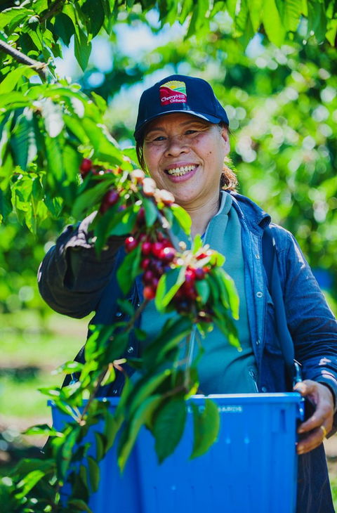 Cherryhill Orchards - Queensland Tourism 11