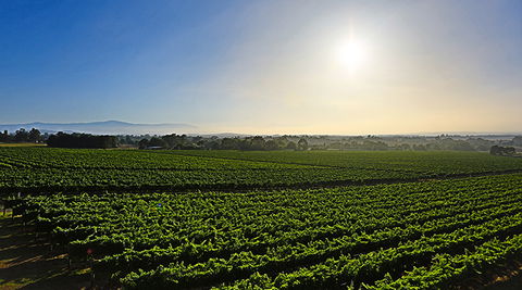 GREENSTONE VINEYARDS - QLD Tourism 0