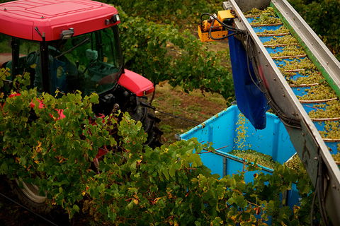 GREENSTONE VINEYARDS - QLD Tourism 3