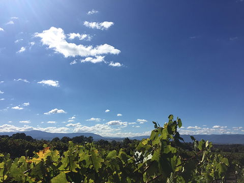 GREENSTONE VINEYARDS - QLD Tourism 5