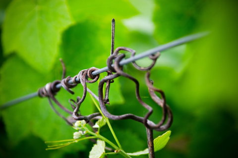 Dromana Estate - QLD Tourism 3