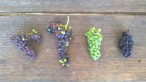 Dromana Estate - QLD Tourism 8