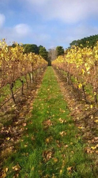 Dromana Estate - QLD Tourism 11