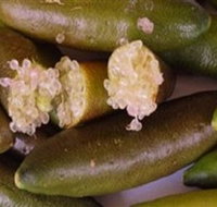 Sandy Creek Olives and Finger Limes - QLD Tourism