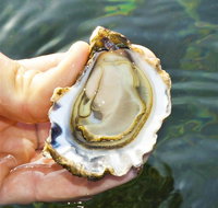 The Oyster Pot - QLD Tourism