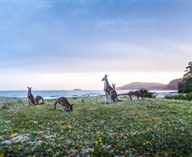 Pebbly Beach NSW QLD Tourism