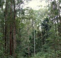 Bongil Bongil National Park - QLD Tourism