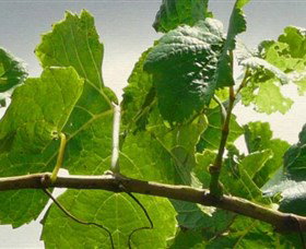 Angullong Wines - QLD Tourism 1