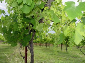 Holland Wines - QLD Tourism 0