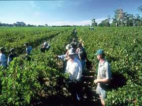 Padthaway Estate Winery - QLD Tourism 1